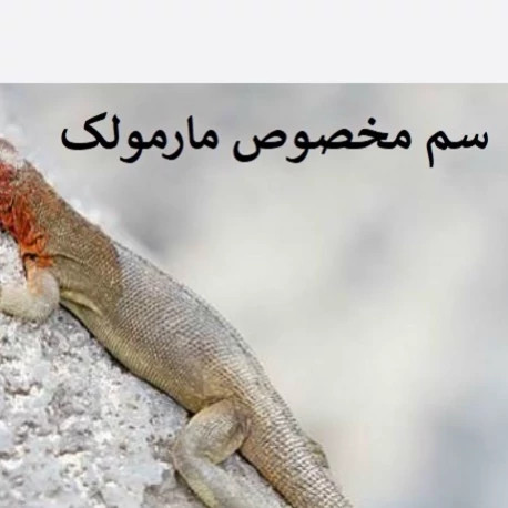 سم مارمولک کش ساویر بدون بو ارسال رایگان