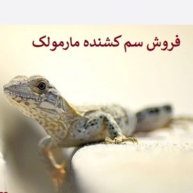 سم مارمولک کش ساویر بدون بو ارسال رایگان