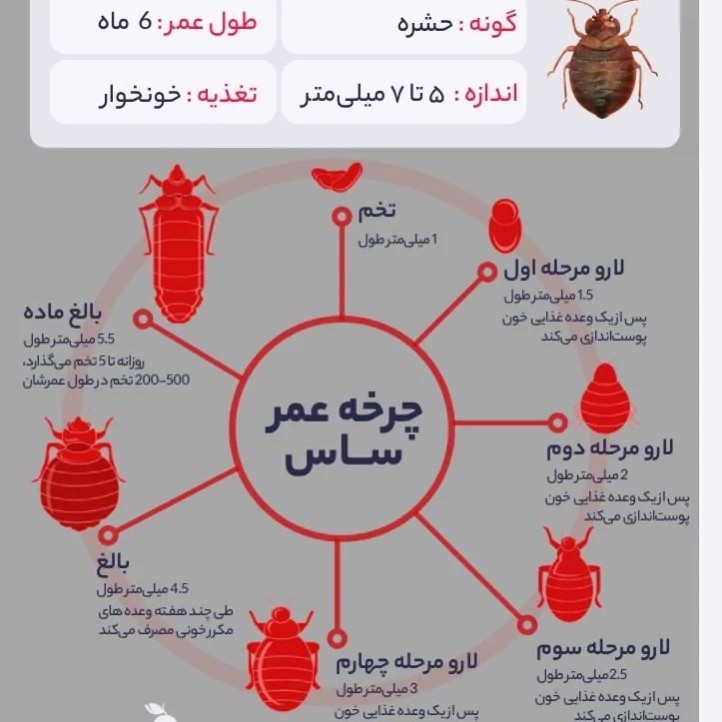 سم ساس پرو مکث رقیب ساس های خونخوار ارسال رایگان