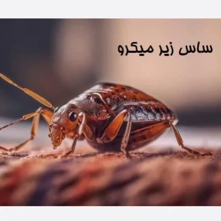 سم ساس پرو مکث رقیب ساس های خونخوار ارسال رایگان
