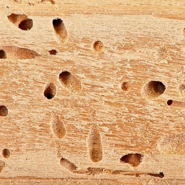 سم موریانه کش آمادرو رقیب سرسخت موریانه ارسال رایگان