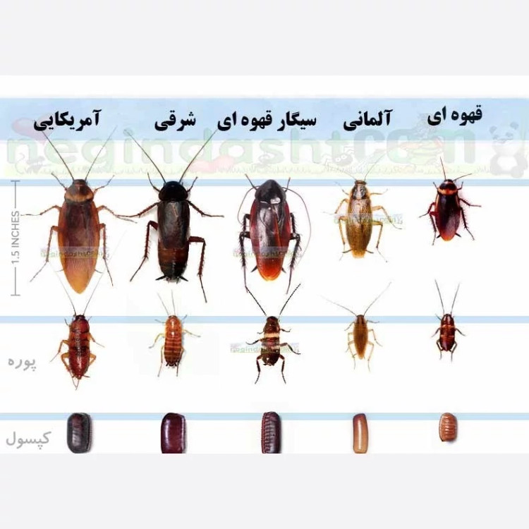 سم یک لیتری سوسک کش ریز و درشت ریپلزال بدون بو ، ارسال رایگان
