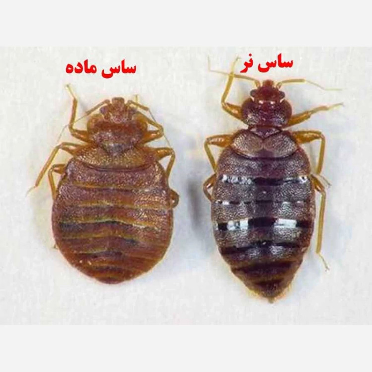 سم کشنده ساس خارجی پیرانا 5لیتری(ارسال رایگان)