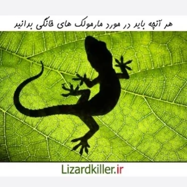 سم مارمولک کش لیزارد LIZARD قاتل مارمولک های مزاحم ارسال رایگان