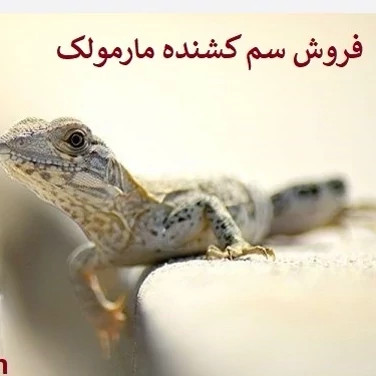 سم مارمولک کش لیزارد LIZARD قاتل مارمولک های مزاحم ارسال رایگان
