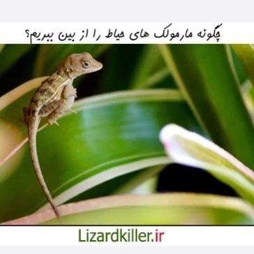 سم مارمولک کش لیزارد LIZARD قاتل مارمولک های مزاحم ارسال رایگان