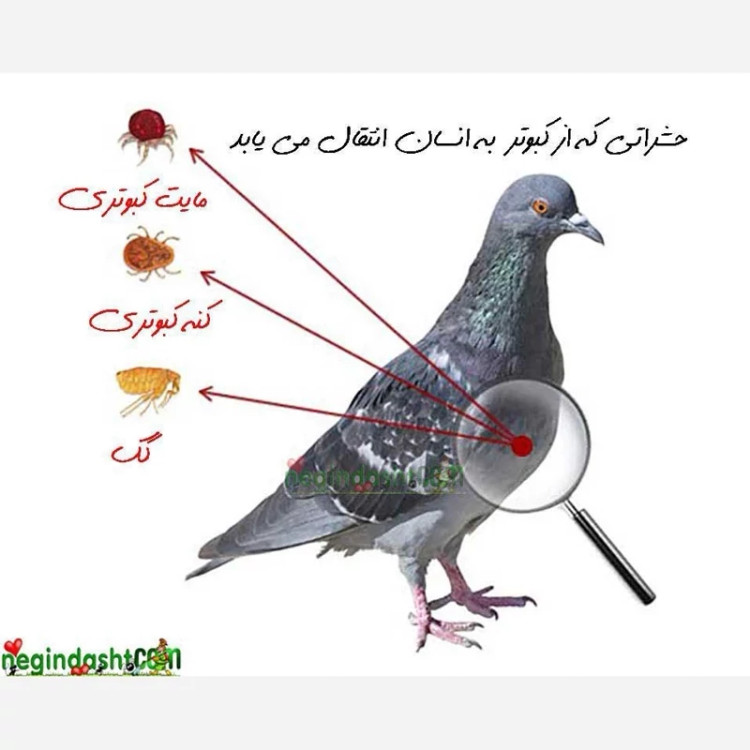 سم کشنده کنه کبوتری بلک فلگ(خارجی و قدرتمند)