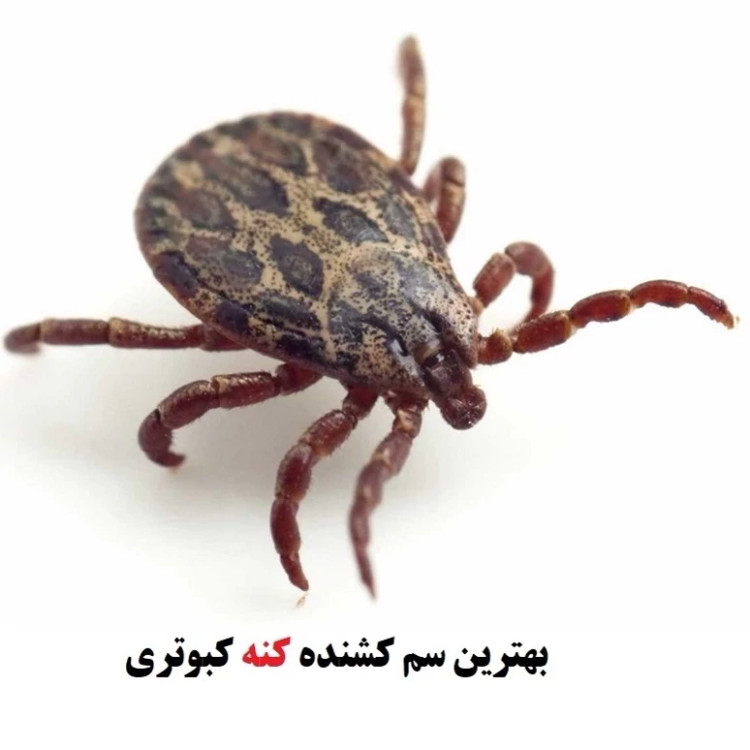 سم کنه کش اصلی بایر مکس فورس اورجینال ارسال رایگان