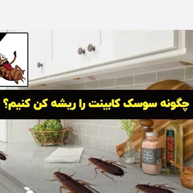 سم سوسک کش رونج کشنده ترین سم بدون بو ارسال رایگان مدل 1