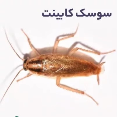 سم سوسک کش رونج کشنده ترین سم بدون بو ارسال رایگان مدل 1