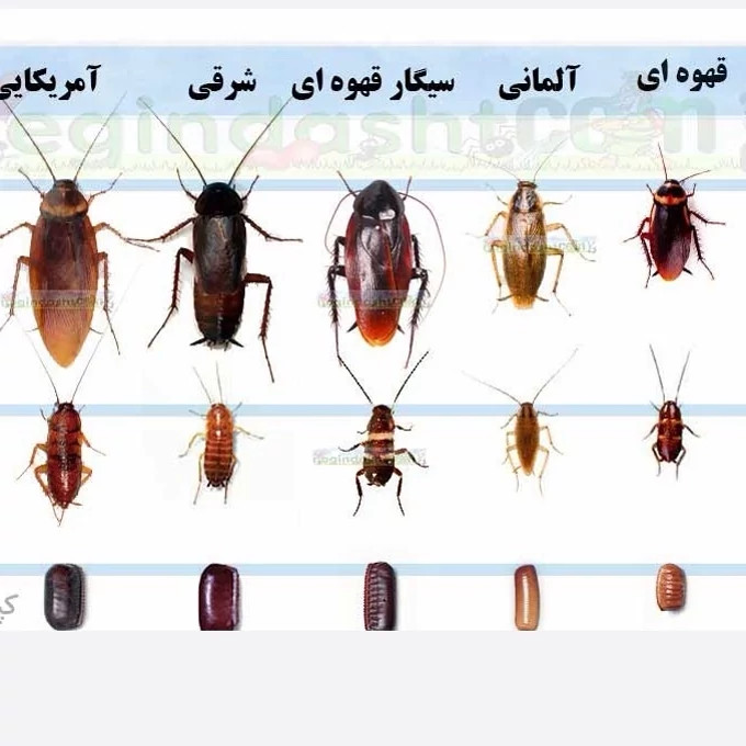 سم سوسک کش رونج کشنده ترین سم بدون بو ارسال رایگان مدل 1