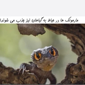 سم مارمولک کش ساویر SAWYER اورجینال ارسال رایگان