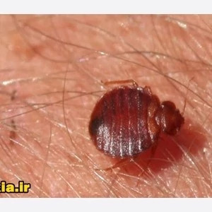 سم کشنده کراس فایر حشره کش نسل جدید با فرمولاسیون ژاپنی ارسال رایگان
