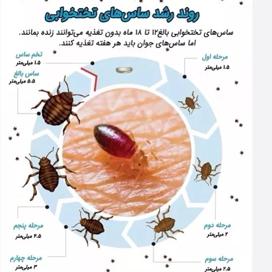 سم کشنده کراس فایر حشره کش نسل جدید با فرمولاسیون ژاپنی ارسال رایگان
