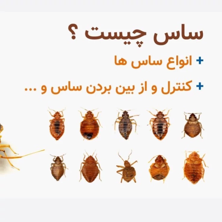 سم ساس کش کراس فایر راه حل نوین از بین بردن ساس ها ارسال رایگان