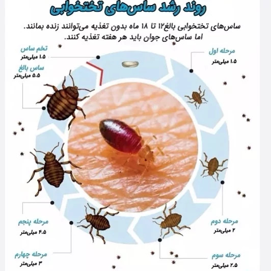 سم ساس کش کراس فایر راه حل نوین از بین بردن ساس ها ارسال رایگان