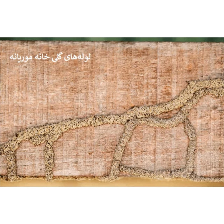 سم مورچه کش و موریانه کش همه فن حریف قدرتمند آمادرو ارسال رایگان
