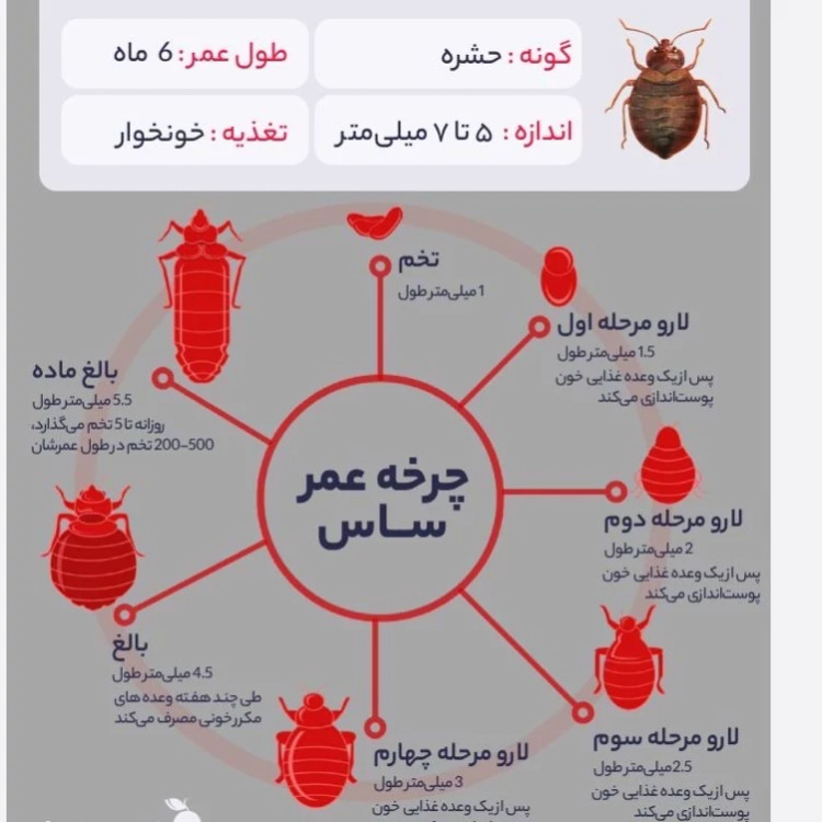 سم ساس بد باگ اوت کشنده ترین ساس کش ارسال رایگان
